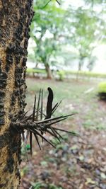 Close-up of lizard on tree trunk