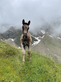 Full length of a horse on field