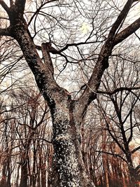 Low angle view of bare tree against sky