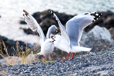 Seagulls flying over sea