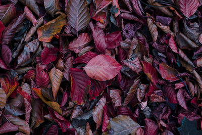 Full frame shot of leaves