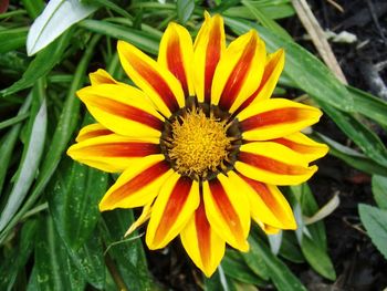 Close-up of yellow flower blooming outdoors