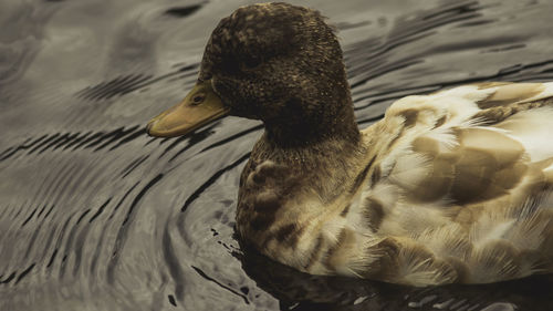 Close-up of swan swimming in lake