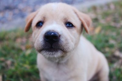 Close-up of dog on field