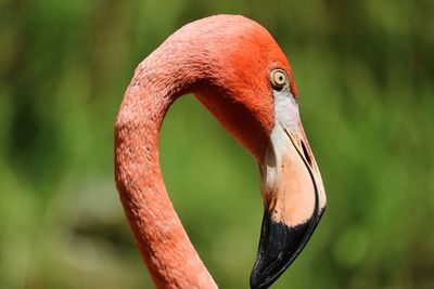 Profile view of a flamingo bird