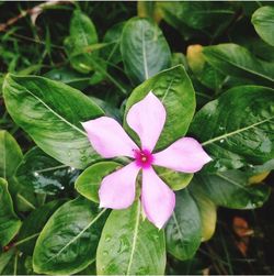 Close-up of pink flower