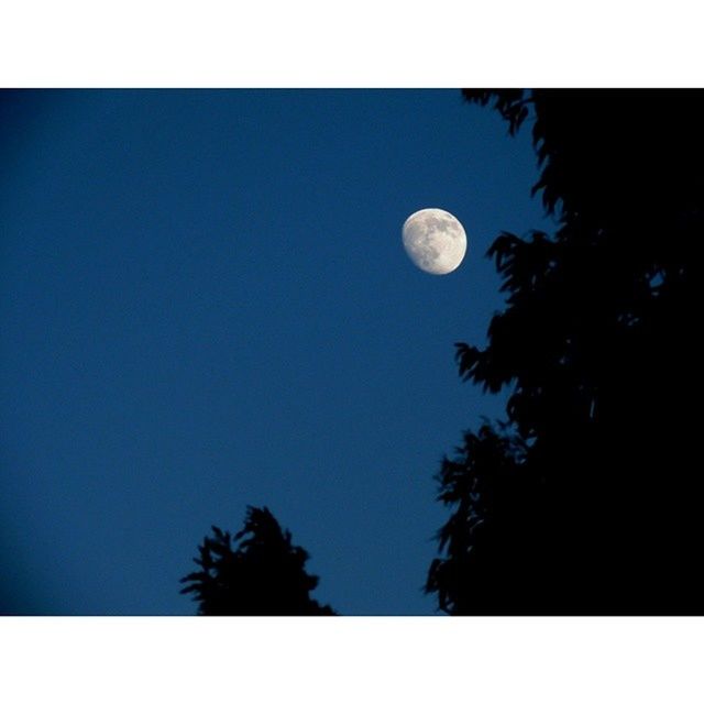 moon, low angle view, astronomy, night, full moon, planetary moon, sky, clear sky, beauty in nature, tree, scenics, tranquility, nature, transfer print, tranquil scene, copy space, auto post production filter, space exploration, circle, space