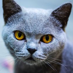 Close-up portrait of a cat