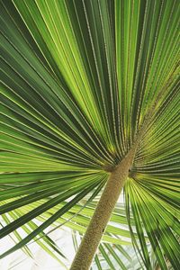 Close-up of palm tree leaves