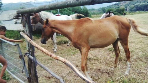 Horses standing in ranch