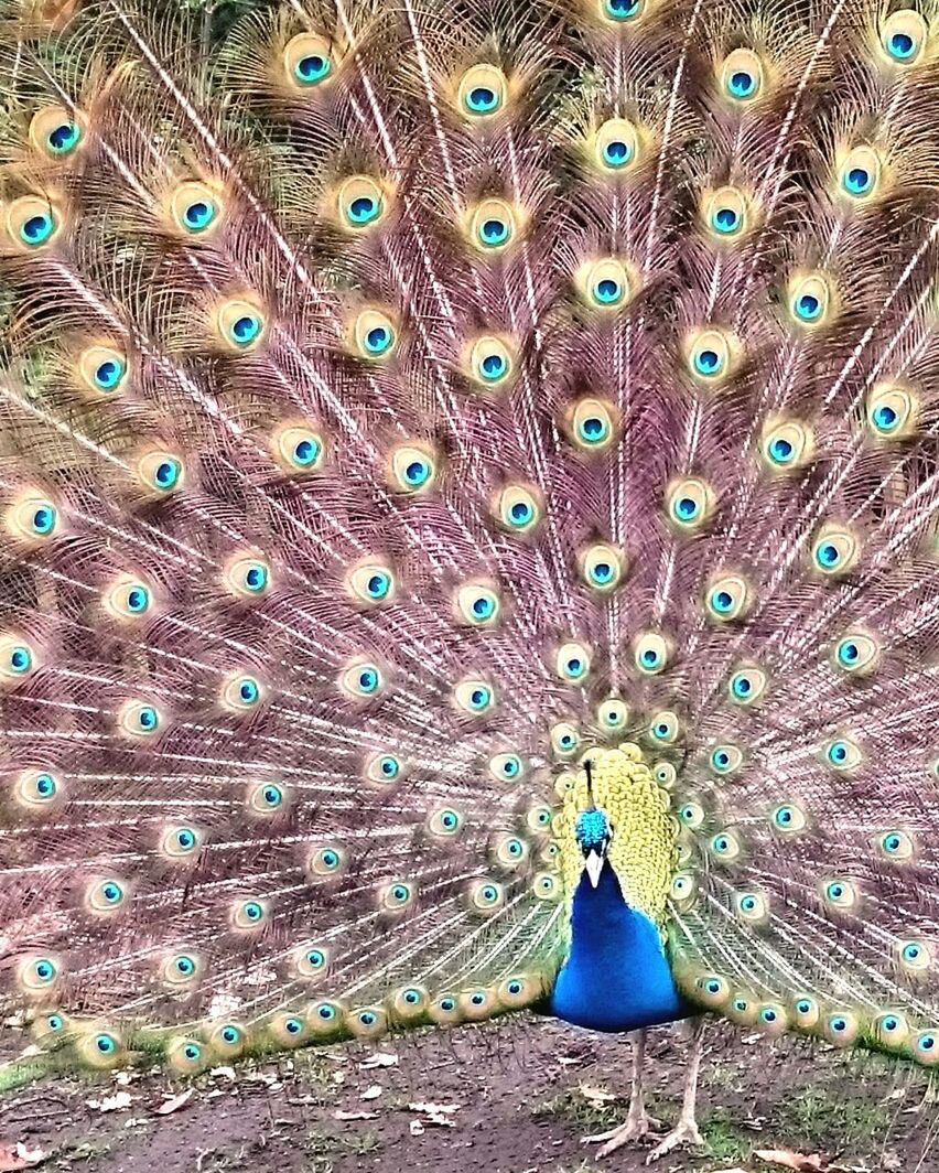 HIGH ANGLE VIEW OF PEACOCK WITH FEATHERS