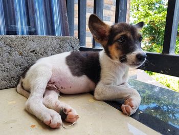 Close-up of dog sitting outdoors