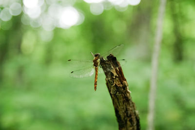 Close-up of dragonfly on plant