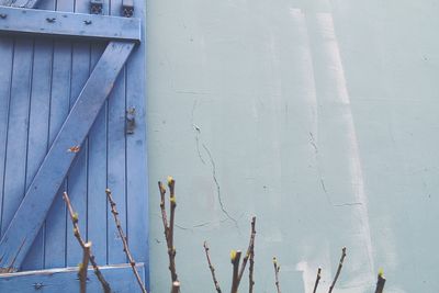 Dried plants against wall