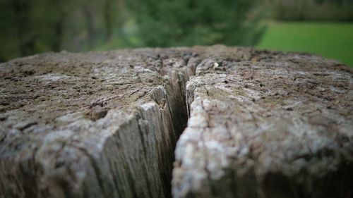 Close-up of wooden log on tree trunk