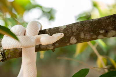 Close-up of mushroom growing on tree