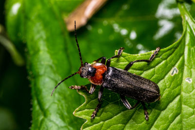 Close-up of insect on plant