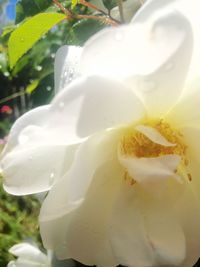 Close-up of white rose blooming outdoors