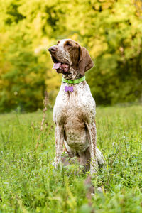 Dog looking away on field