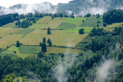 Scenic view of agricultural field