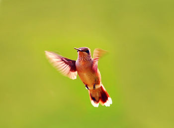 Close-up of a bird flying