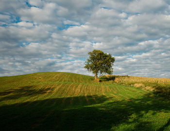 Scenic view of field against sky