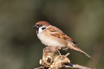 Field sparrow sitting on top of pruned willow tree