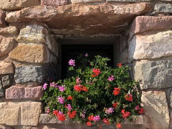 Flowers on wall of building