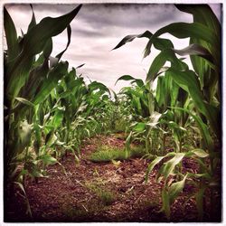 Plants growing on field