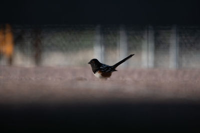 Bird flying in the wall