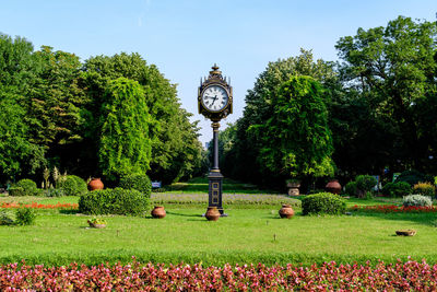 Trees and plants in garden