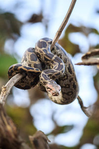 Close-up of lizard on tree