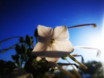 Close-up of flower against clear sky