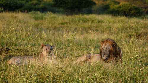 Lioness running on field