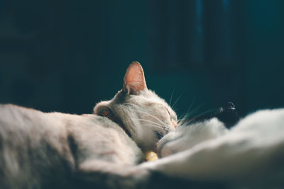 Close-up of cat sleeping