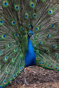 Close-up of peacock displaying its train of feathers