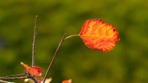 Close-up of red leaf on plant during autumn