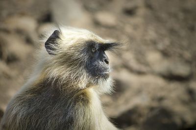 Close-up of a monkey looking away