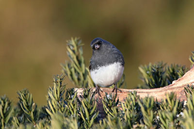 Close-up of junco perching on branch