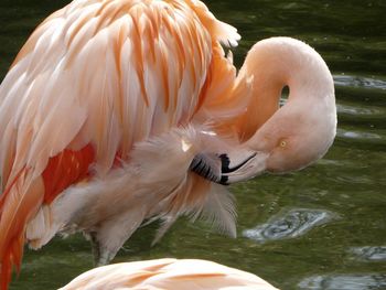 High angle view of flamingo in lake