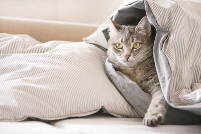Close-up portrait of a cat on bed