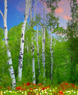 Trees against sky