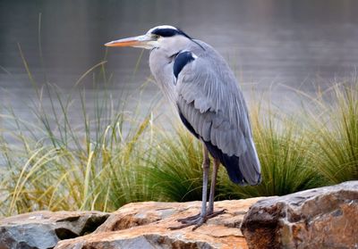 High angle view of gray heron perching on water