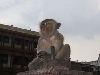 Low angle view of monkey against sky