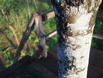 Close-up of lichen on tree trunk in forest