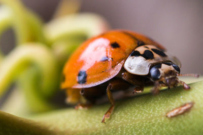 Close-up of ladybug on leaf