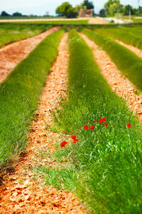 Plants growing on field