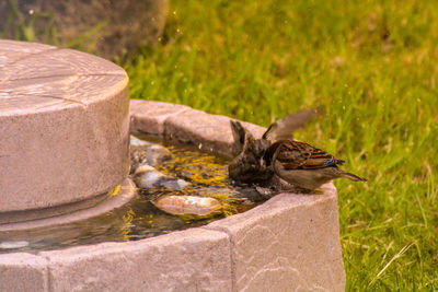 Close-up of a bird bathing 