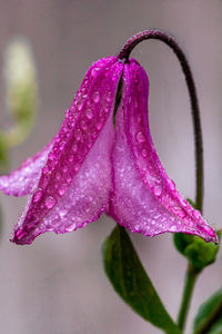 Close-up of wet pink flower
