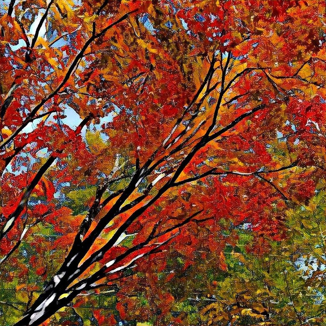LOW ANGLE VIEW OF MAPLE TREE DURING AUTUMN